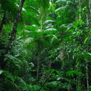 Environment & Forests Image
