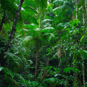 Environment Image