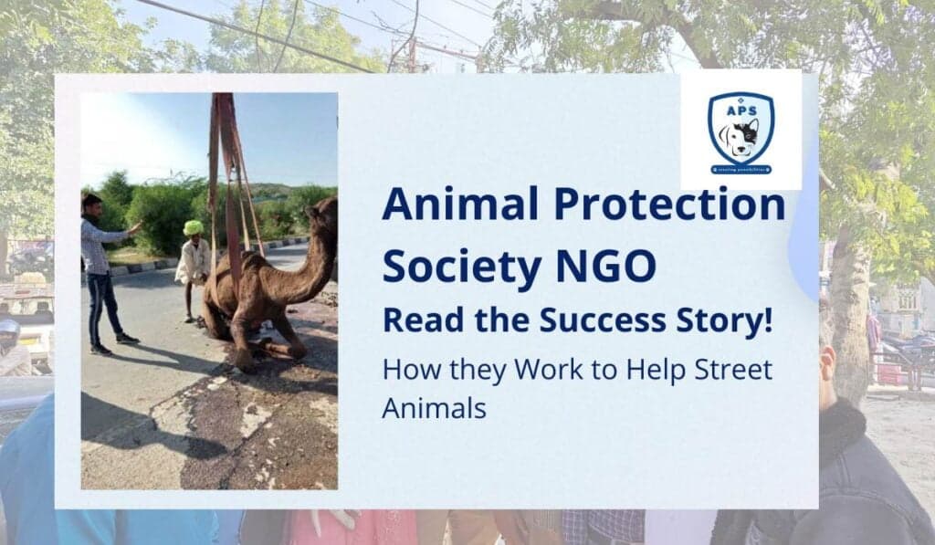 Animal Protection Society NGO: Read the Success Story, How they Work to Help Street Animals