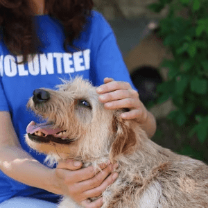Animal Welfare Image