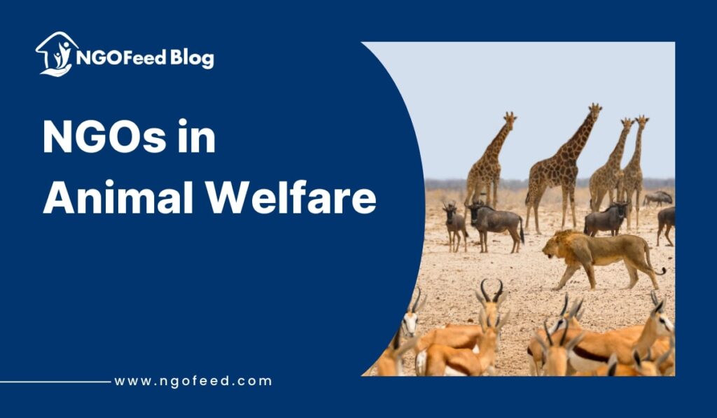 NGOs in Animal Welfare: Role, Challenges, Impact, Importance, etc. NGOs in Animal Welfare