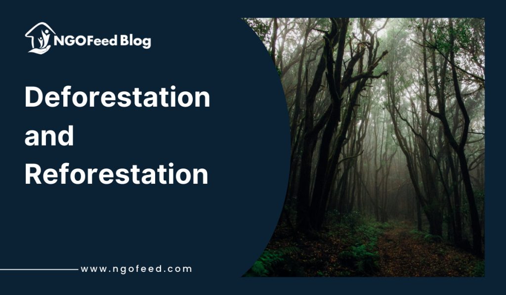 Deforestation and Reforestation: How NGOs Are Restoring Forests?