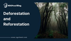 Deforestation and Reforestation: How NGOs Are Restoring Forests?