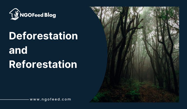 Deforestation and Reforestation: How NGOs Are Restoring Forests?