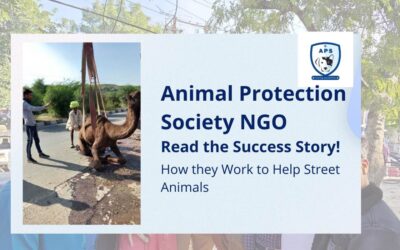 Animal Protection Society NGO: Read the Success Story, How they Work to Help Street Animals